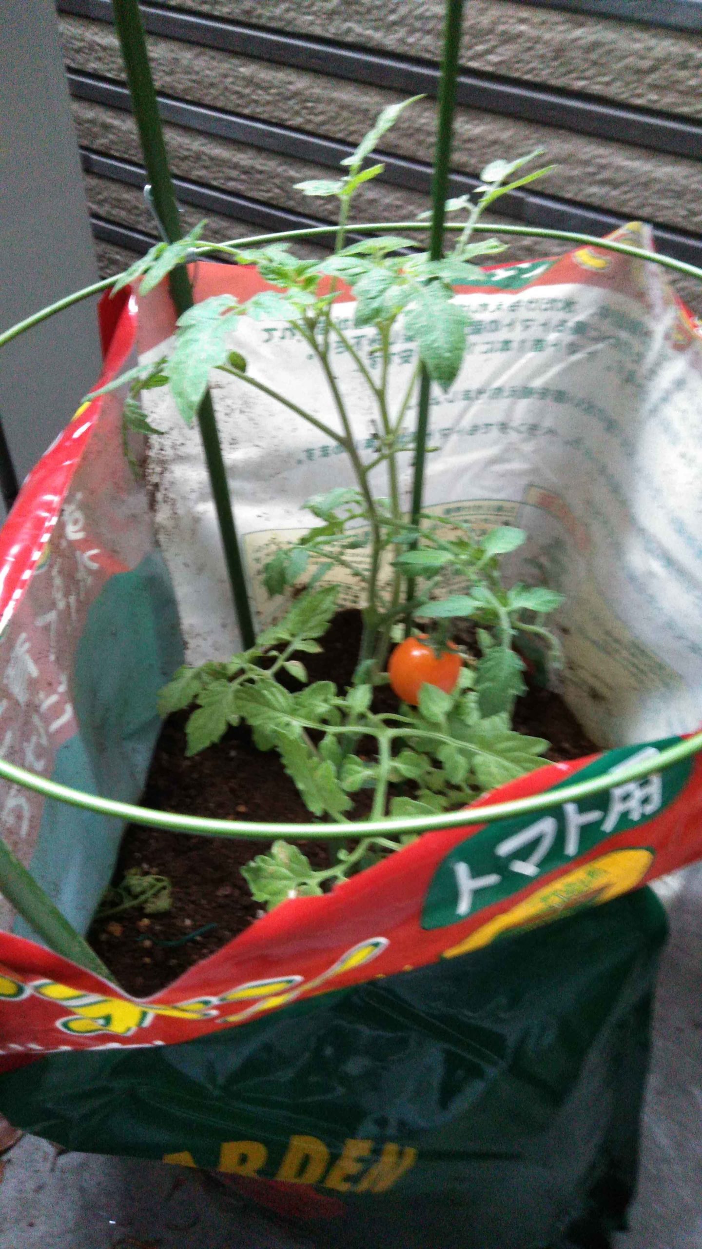 ミニトマト 栽培 初心者の手入れ注意点 水やり わき芽 摘芯 お気楽に